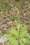 Wild comfrey